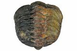 Bargain, Enrolled, Pedinopariops Trilobite - Mrakib, Morocco #165881-1